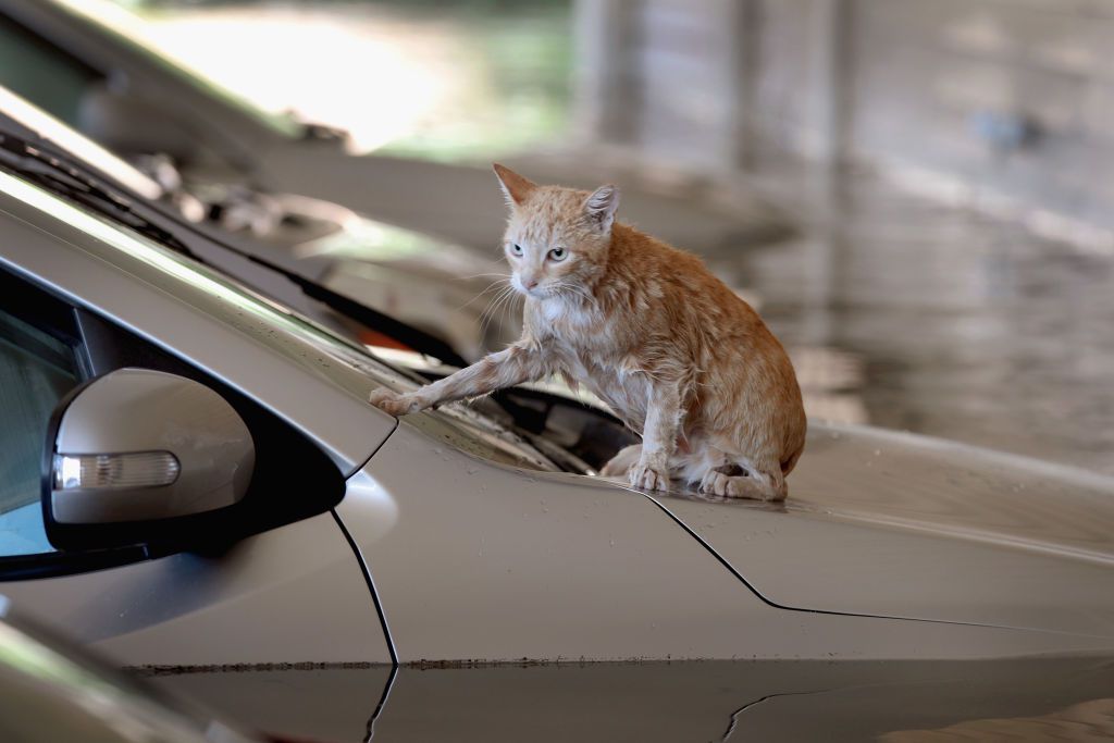 A cat sits on top of a car which is surrounded by flood water in the parking lot of an apartment complex after it was inundated with water following Hurricane Harvey.<br>